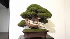 盘虬卧龙 盘虬卧龙